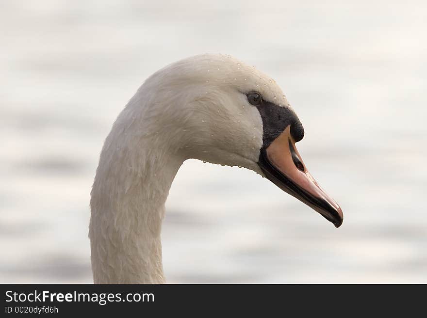 Close-up of a swan head