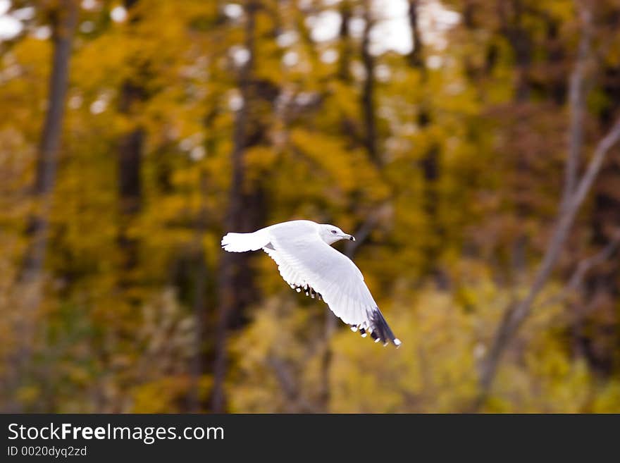 Speeding Seagull