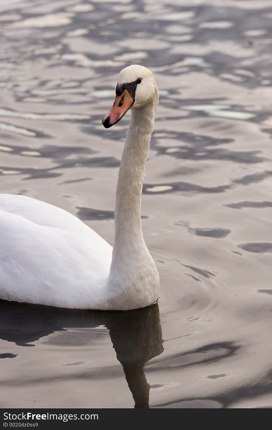 Curious swan