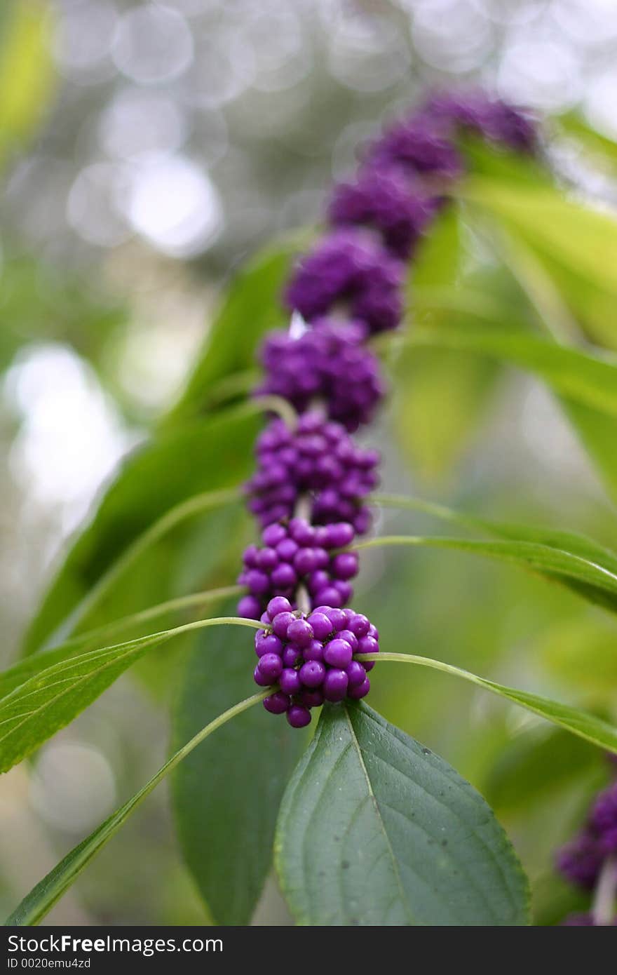 Wild berries