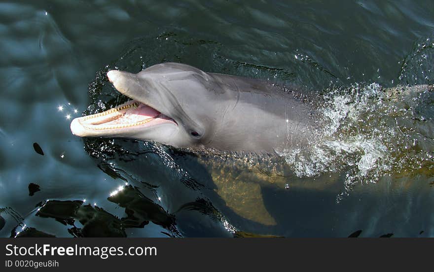 A dolphin from Florida