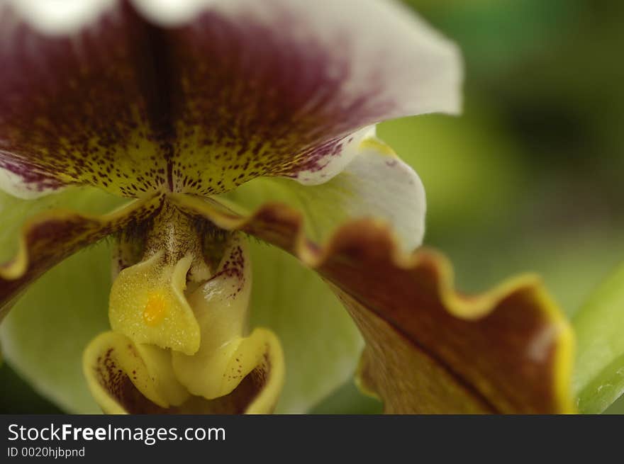 Pahiopedilum Orchid