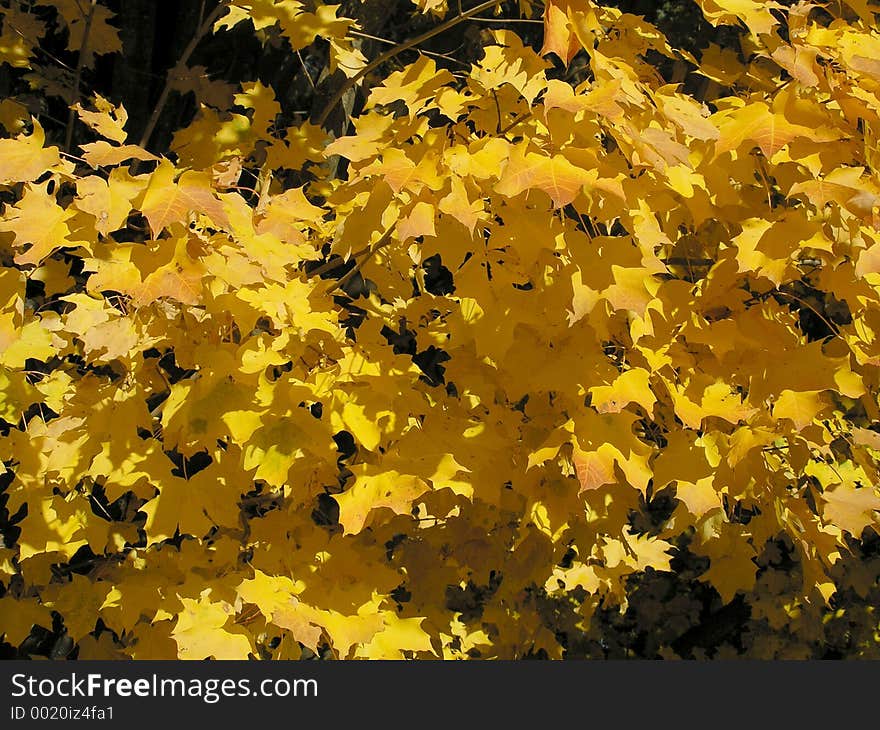 Fall Colors. Fall Colors