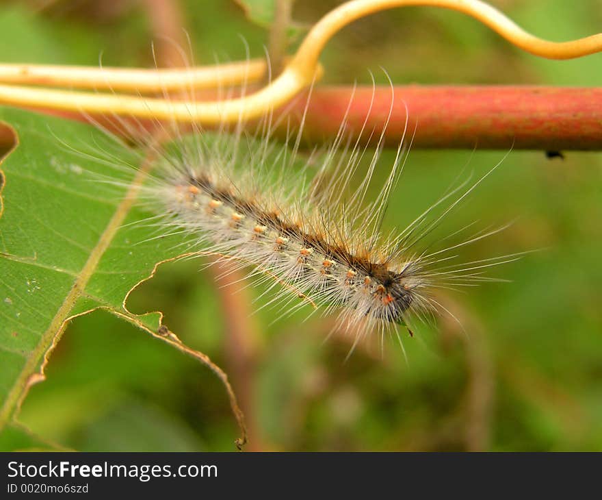 Fluffy caterpillar.