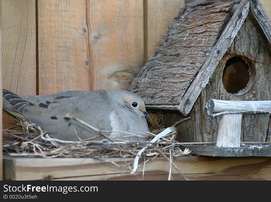 Birdhouse-manmade and birdmade