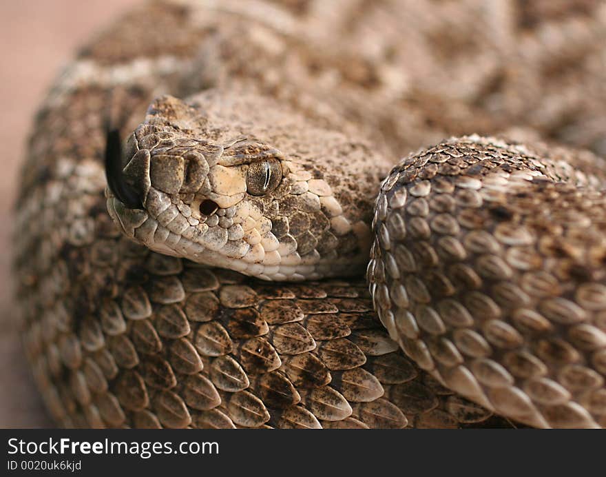 Close-up Of Diamondback Rattlesnake Flicking Tongue. Close-up Of Diamondback Rattlesnake Flicking Tongue