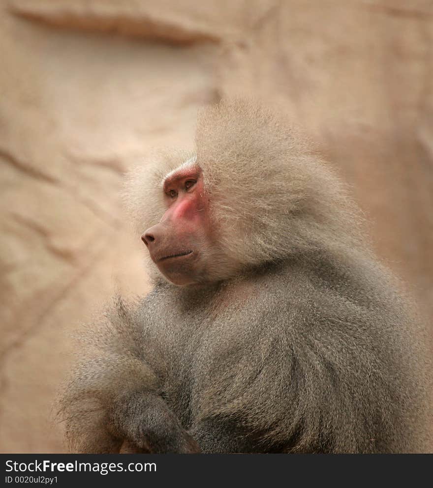 Alpha Male Baboon Surveys His Realm From Atop A Rock. Alpha Male Baboon Surveys His Realm From Atop A Rock