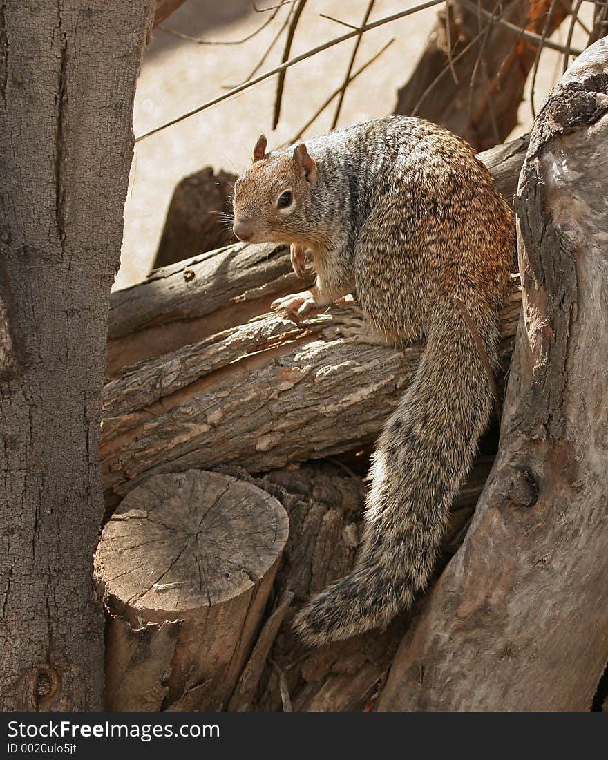 Rock squirrel Checking Me Out froom A Log. Rock squirrel Checking Me Out froom A Log