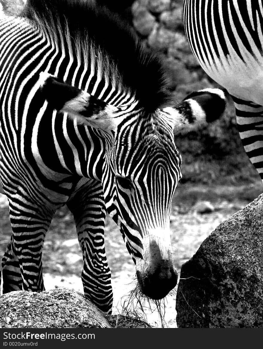 Zebra Colt Snacks Next To Mare