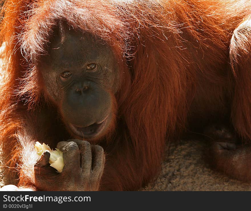 Sun Shining On Bright Orange Hair Of An Orangutan Looking At Me. Sun Shining On Bright Orange Hair Of An Orangutan Looking At Me