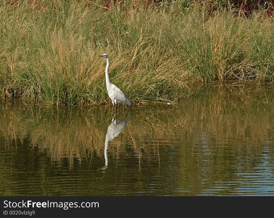 Great Egret Fishing. Great Egret Fishing