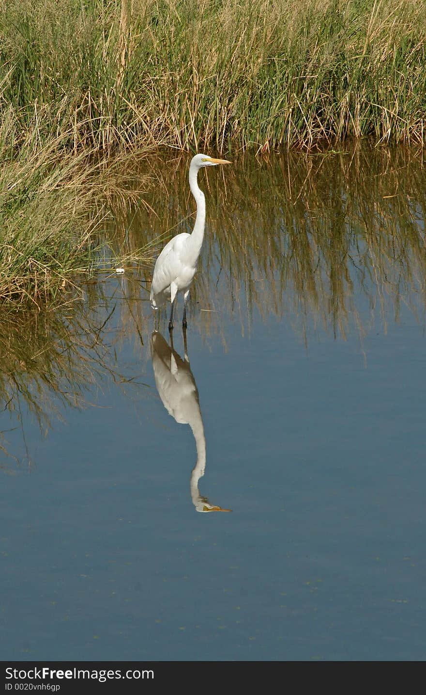 Great Egret Wading Near Rushes in Rio Salado. Great Egret Wading Near Rushes in Rio Salado