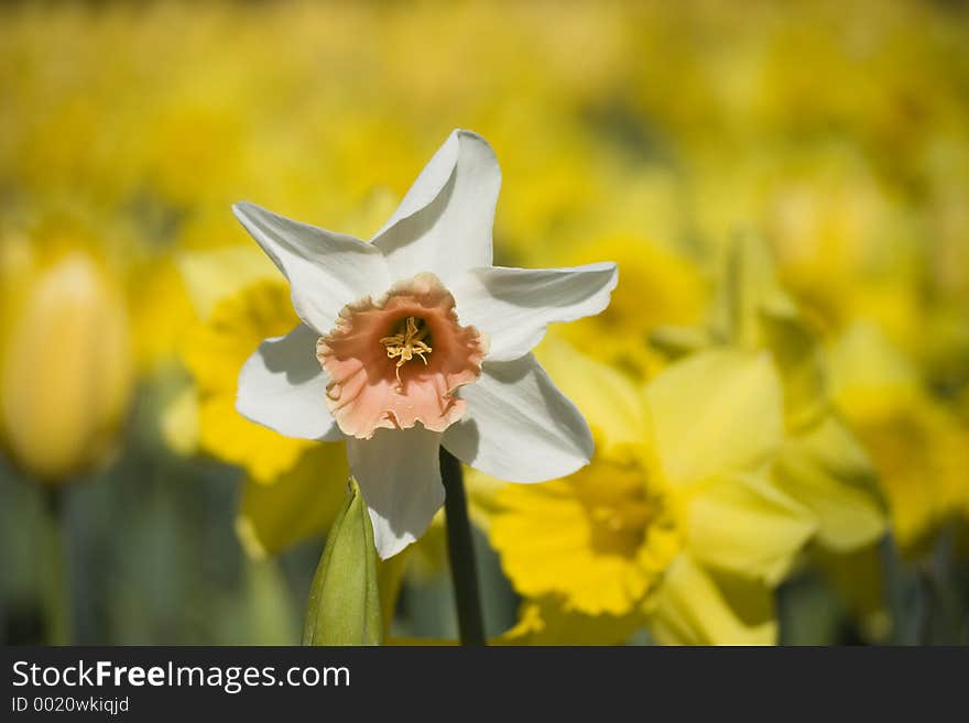 Lonely Daffodil