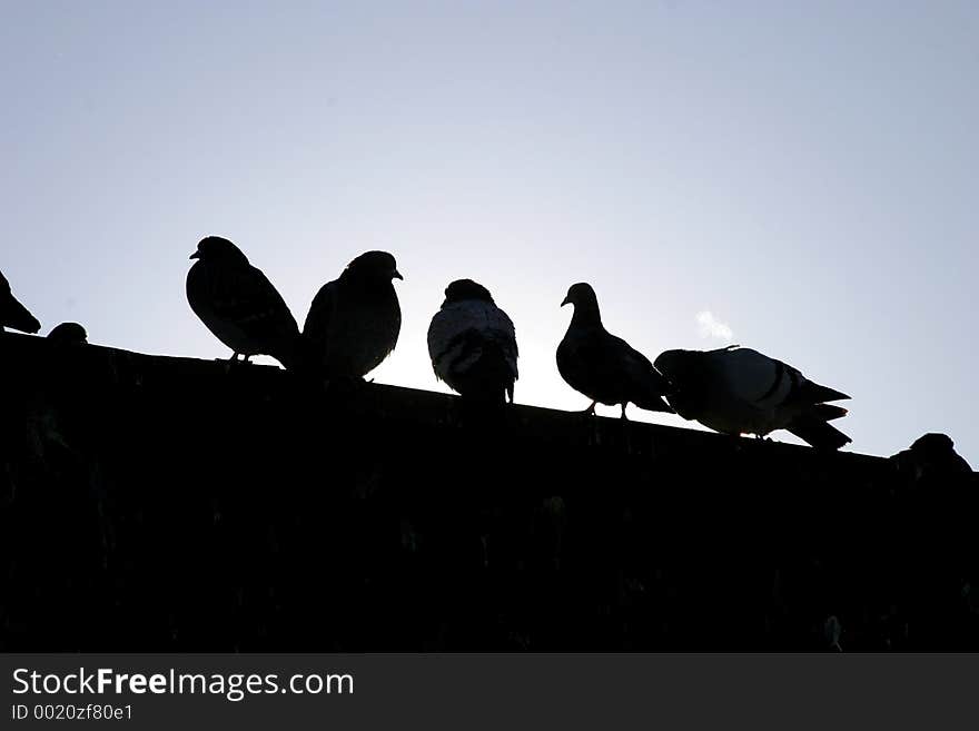 Birds lined up on the top of the building. Birds lined up on the top of the building