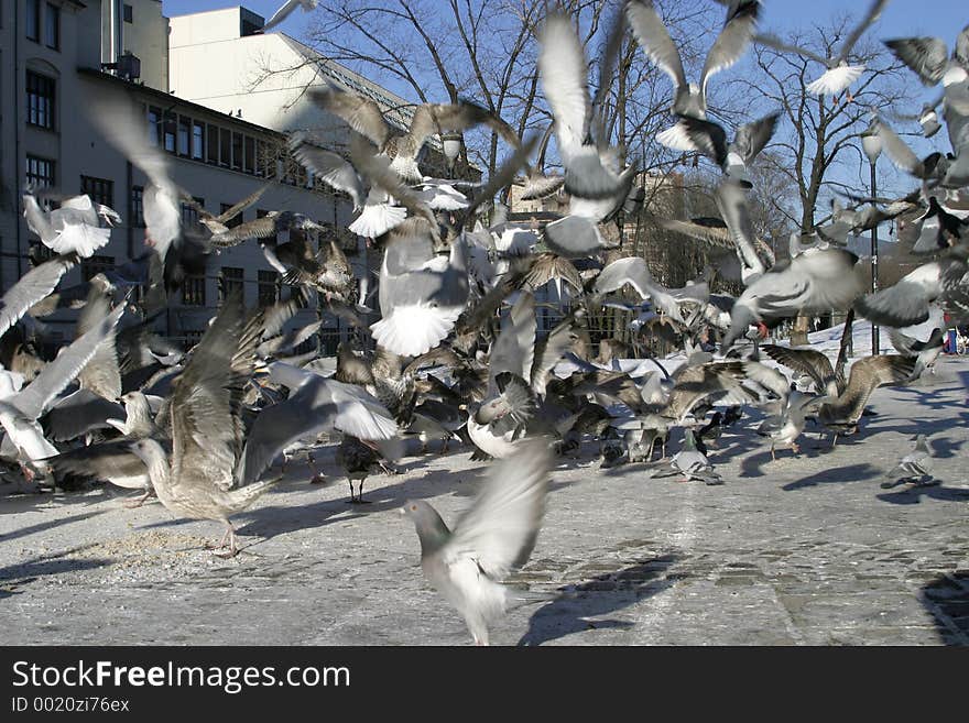 Bird background texture. Bird background texture