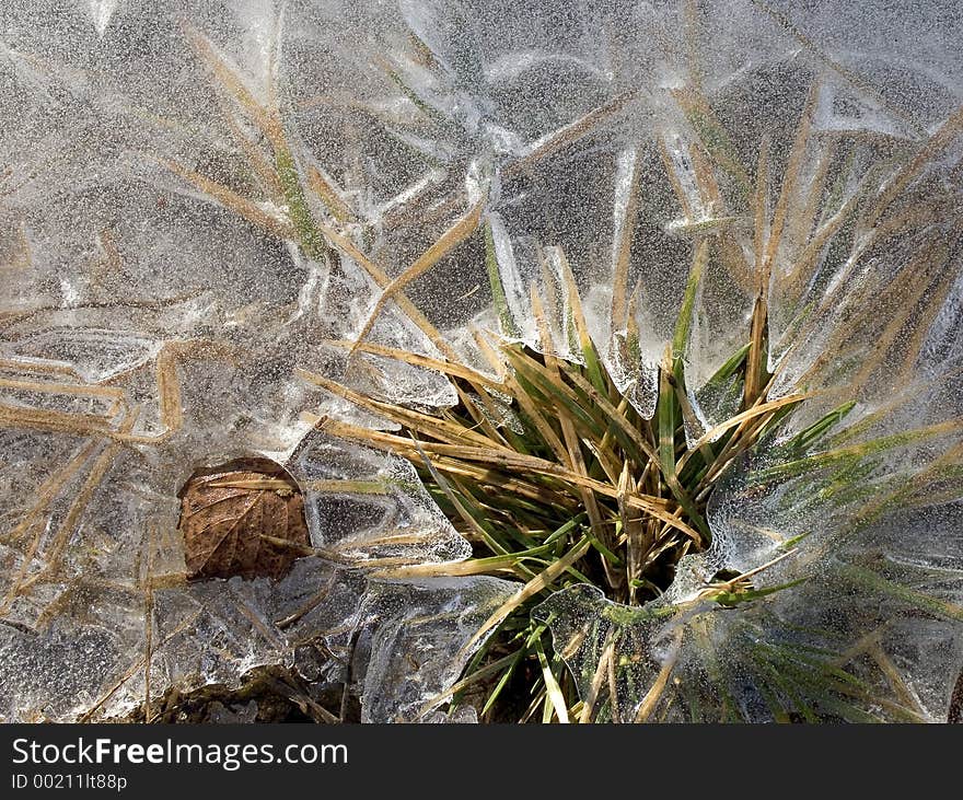 Frozen pool and a grass. Frozen pool and a grass