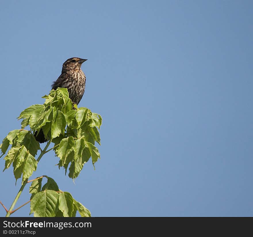 Bird perched on a tree. Bird perched on a tree