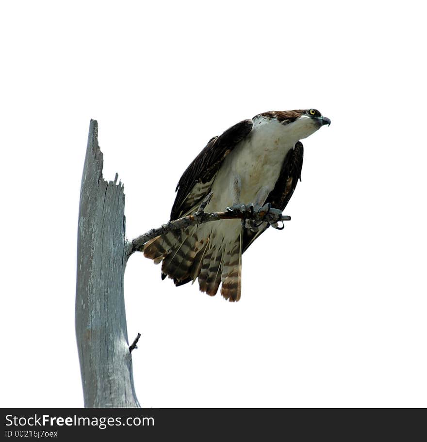 Perched osprey isolation