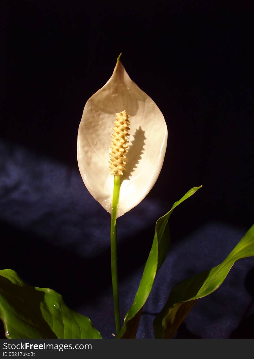 Flower Spathiphyllum