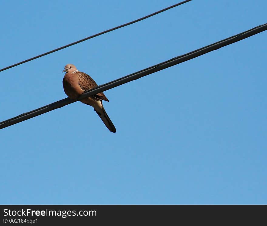 Pigeon Resting