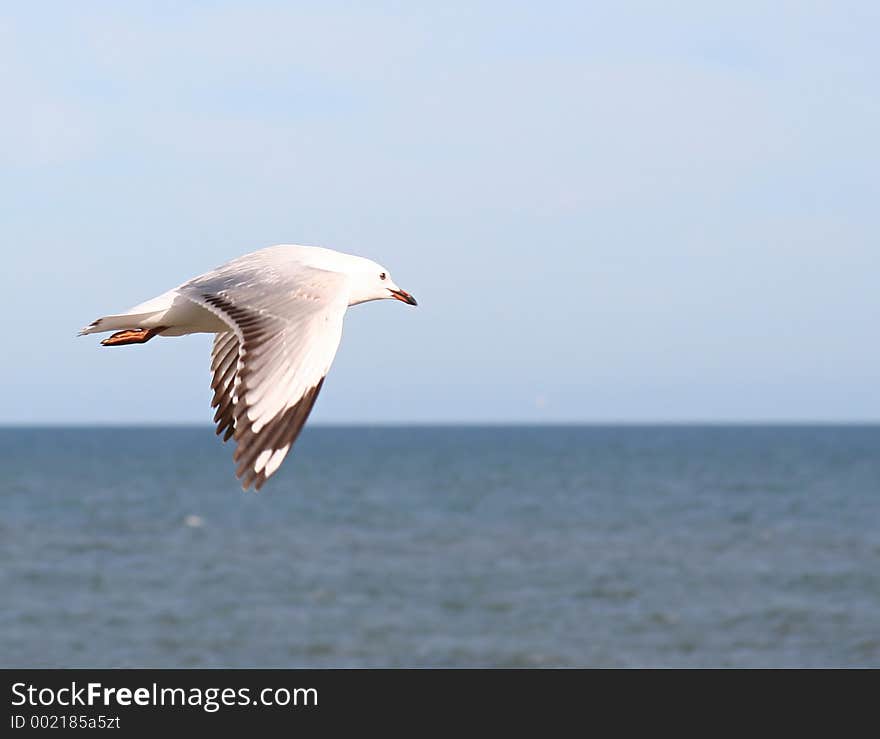 Seagull Flying with Sea Background