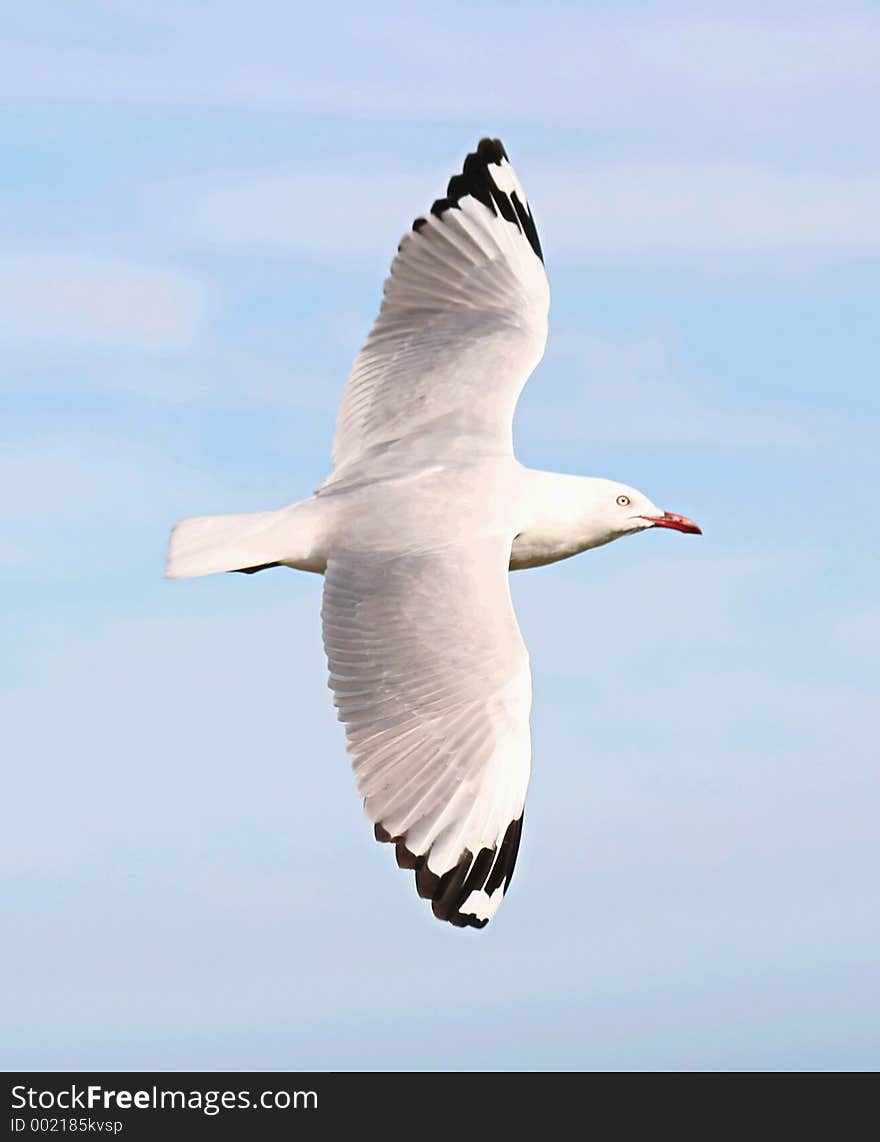 Seagull Flying