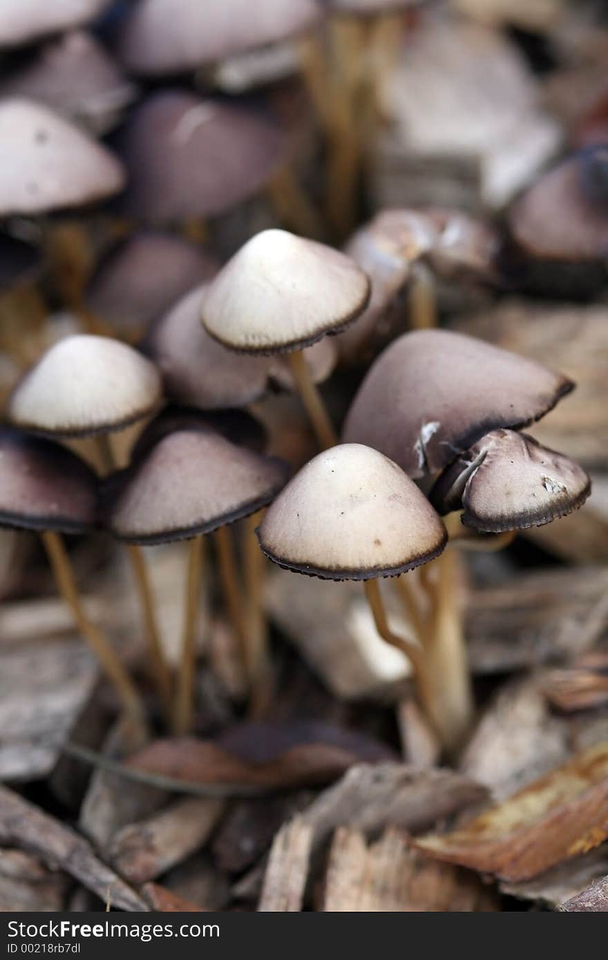 A group of mushrooms