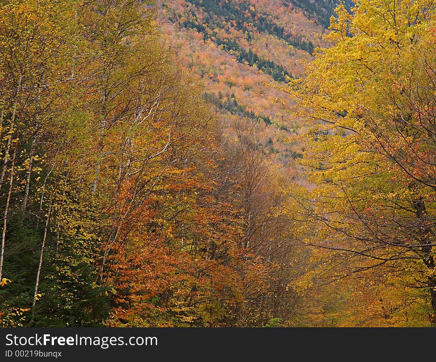 Fall colors. Picture was taken in Crawford Notch State Park, New Hampshire. Fall colors. Picture was taken in Crawford Notch State Park, New Hampshire.