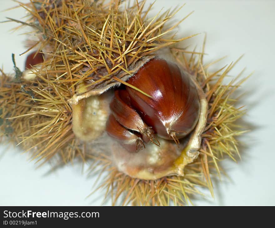 Close-up of a chestnut husk. Close-up of a chestnut husk