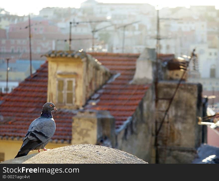 Dove on Rooftop of Old Buildings. Focus on Dove. Dove on Rooftop of Old Buildings. Focus on Dove.