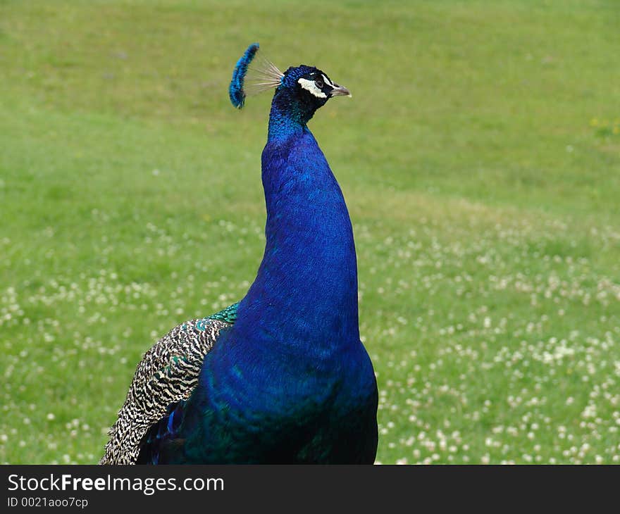 A close up picture of a peacock. A close up picture of a peacock