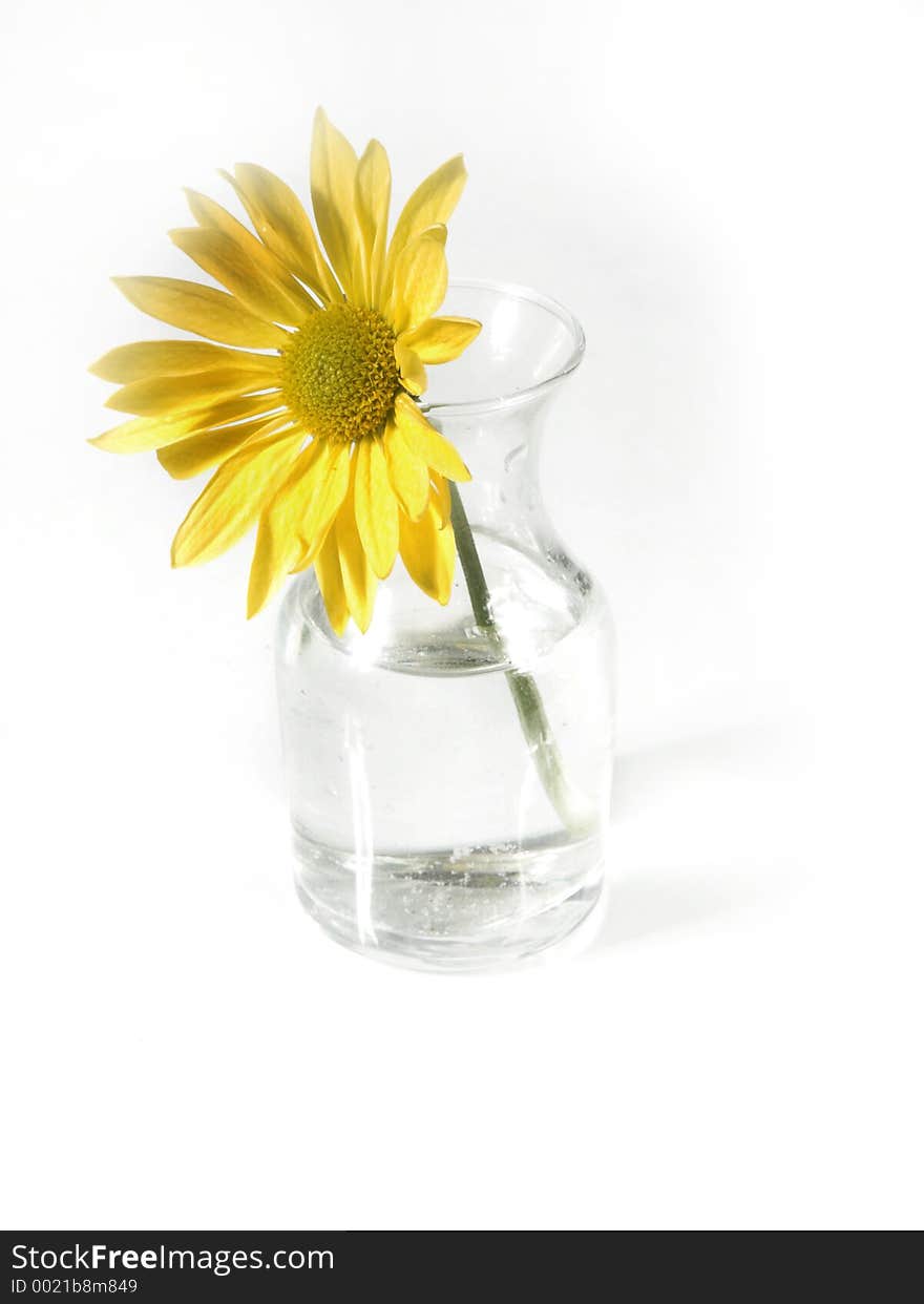 Isolated daisy. Isolated daisy