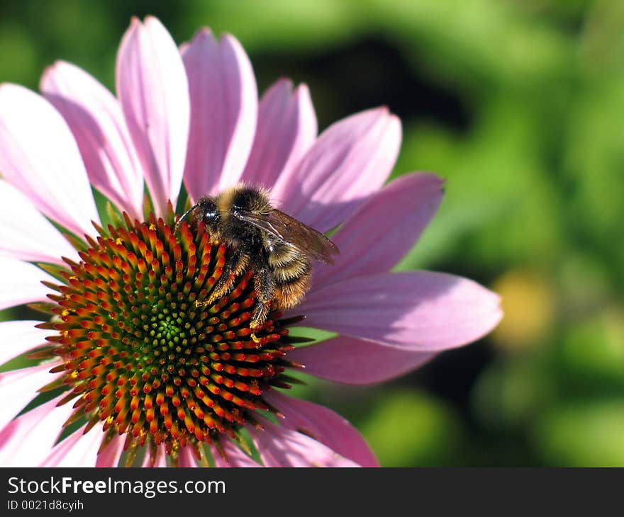 The bee on the flower