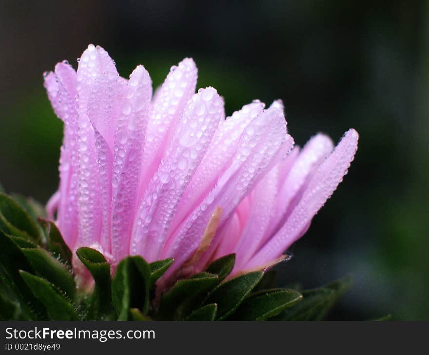 Dew drops on the purple flower. Dew drops on the purple flower