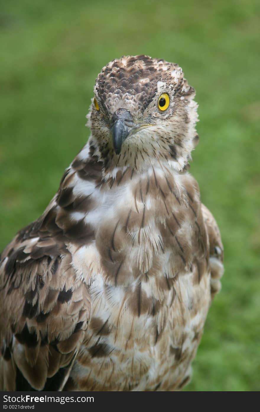 Face of an Eagle