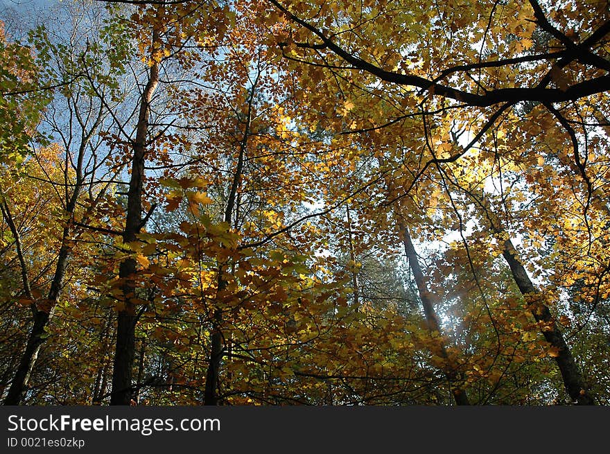 Autumn forest over blue sky