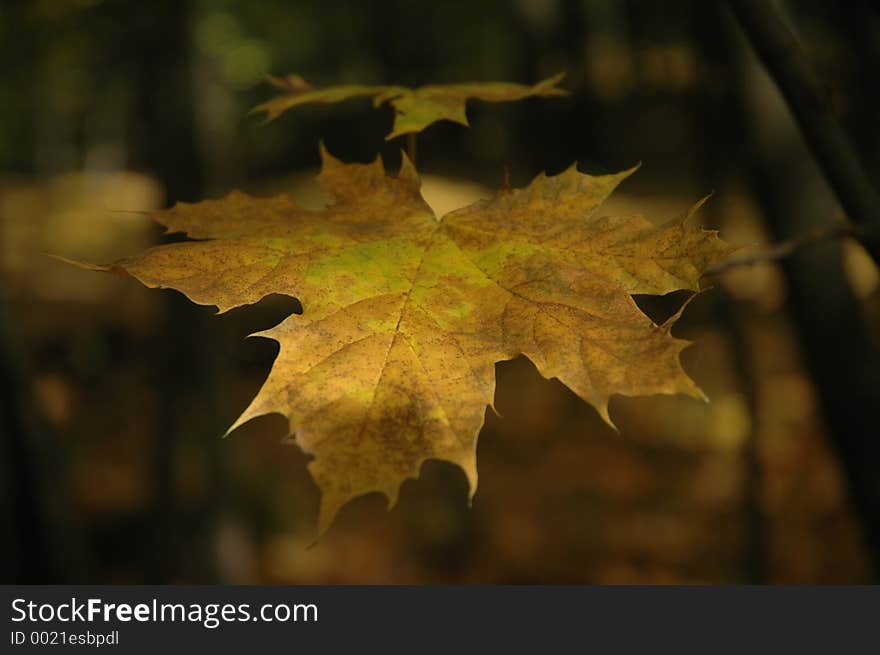 Delicate lighted brown autumn leaf