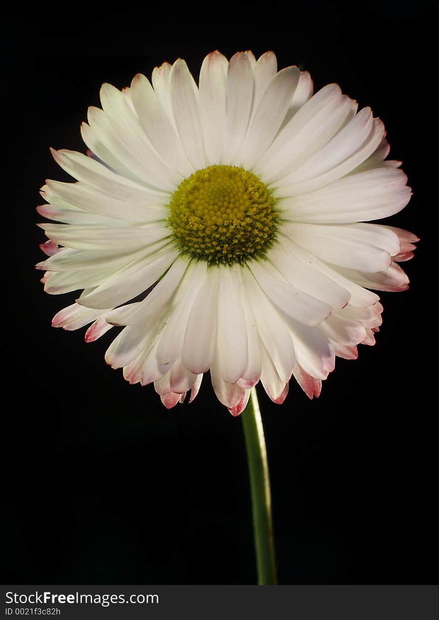 Single daisy, isolated, with clipping path. Single daisy, isolated, with clipping path