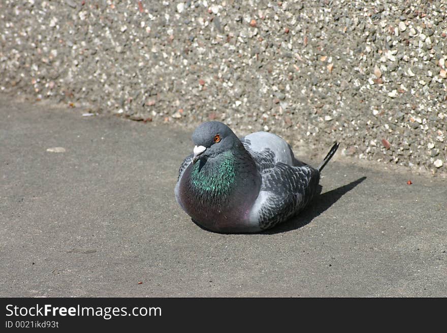 Pidgeon Sitting On Concrete Floor. Pidgeon Sitting On Concrete Floor