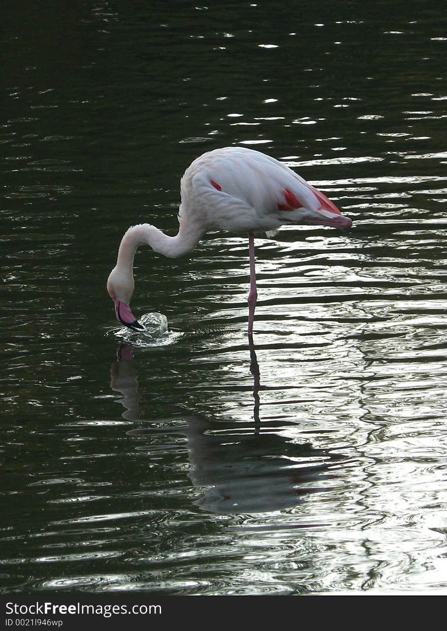 Flamingo