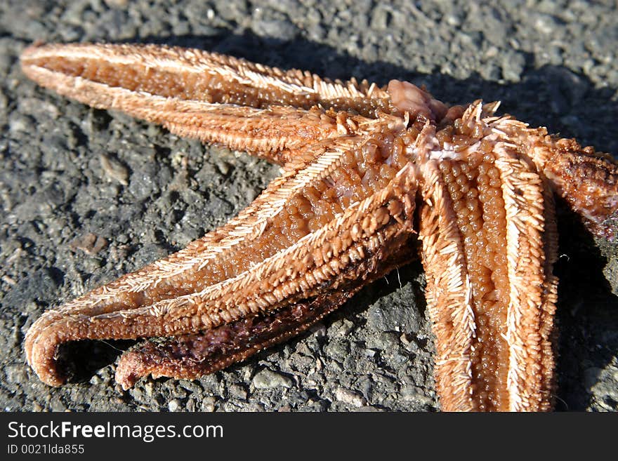 Dead Starfish