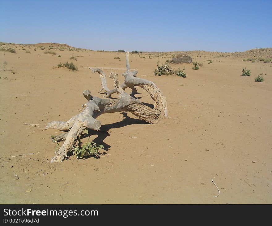 Dead tree in desert