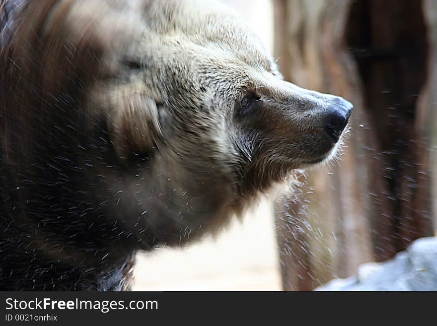 Bear shakes itself water from the fur. Bear shakes itself water from the fur