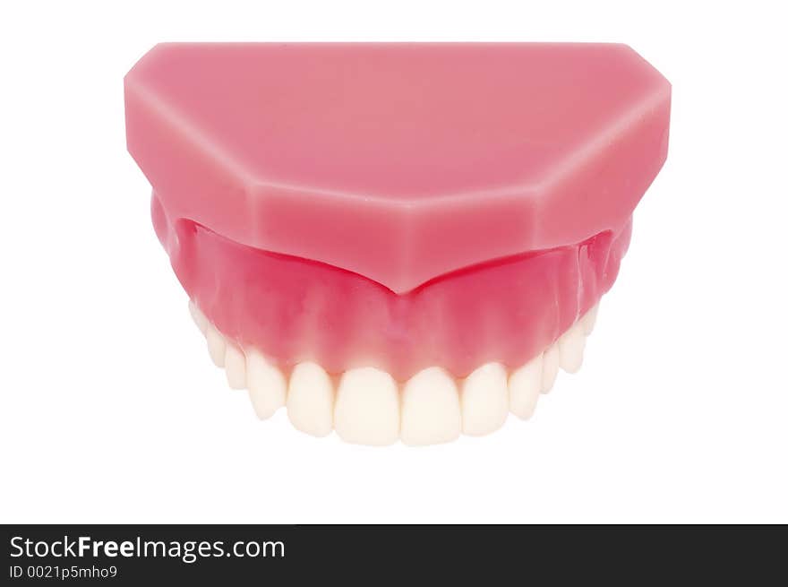 Model of Upper Teeth