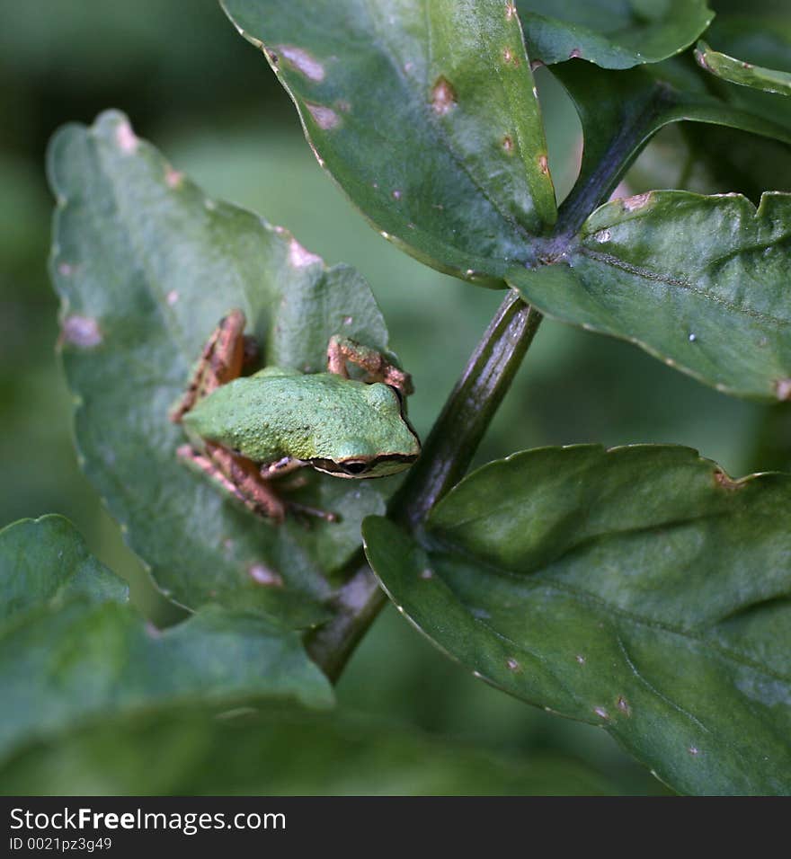 Pacific Tree Frog On Foliage, Top. Pacific Tree Frog On Foliage, Top