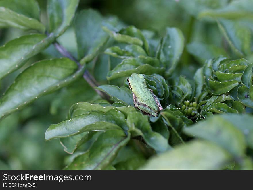 Pacific Tree Frog On Foliage, Back. Pacific Tree Frog On Foliage, Back