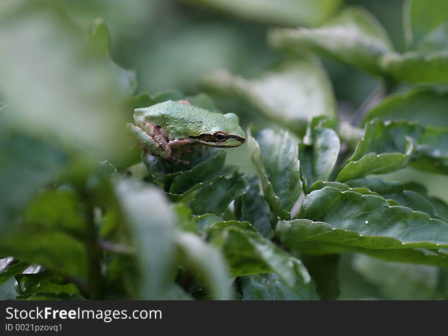 Pacific Tree FrogPacific Tree Frog Sitting On Foliage. Side. Pacific Tree FrogPacific Tree Frog Sitting On Foliage. Side