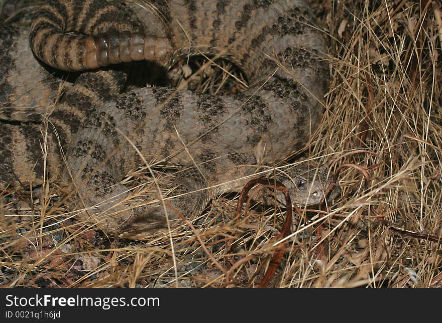 Tiger Rattlesnake Hidden In Grass, Crotalus Tigris. Tiger Rattlesnake Hidden In Grass, Crotalus Tigris