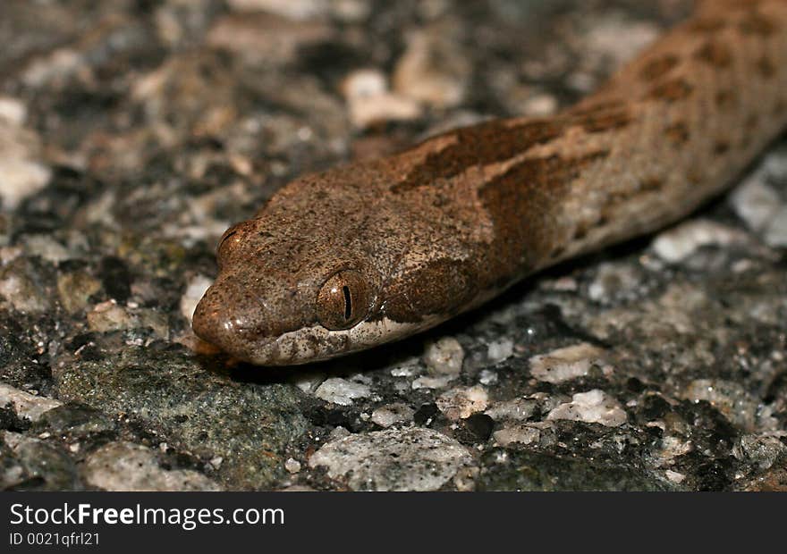 Macro Head Shot Of Night Snake