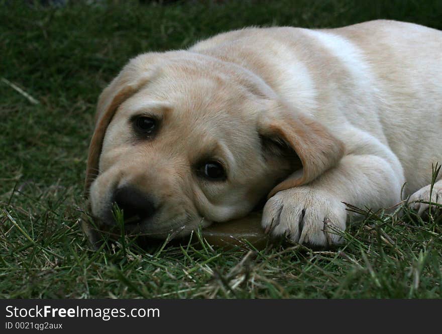 Blonde Lab Pup Chewing. Blonde Lab Pup Chewing